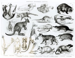 Marsupialia，Monetremata，Edentata 作者 英语学校